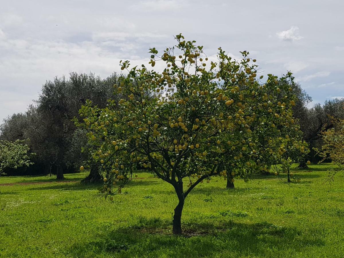 Masseria Pisciani Torchiarolo Exterior foto